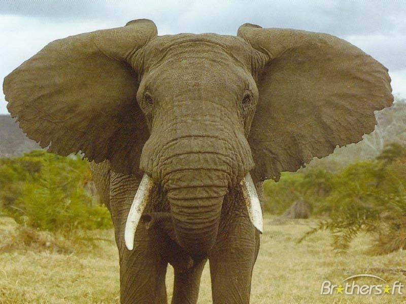Playful Elephants Screensaver Brings You Lovely