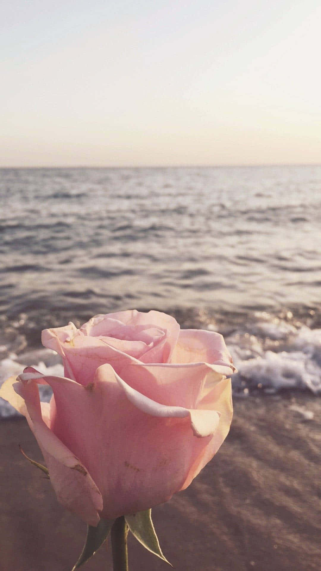 Cute Rose Wallpaper