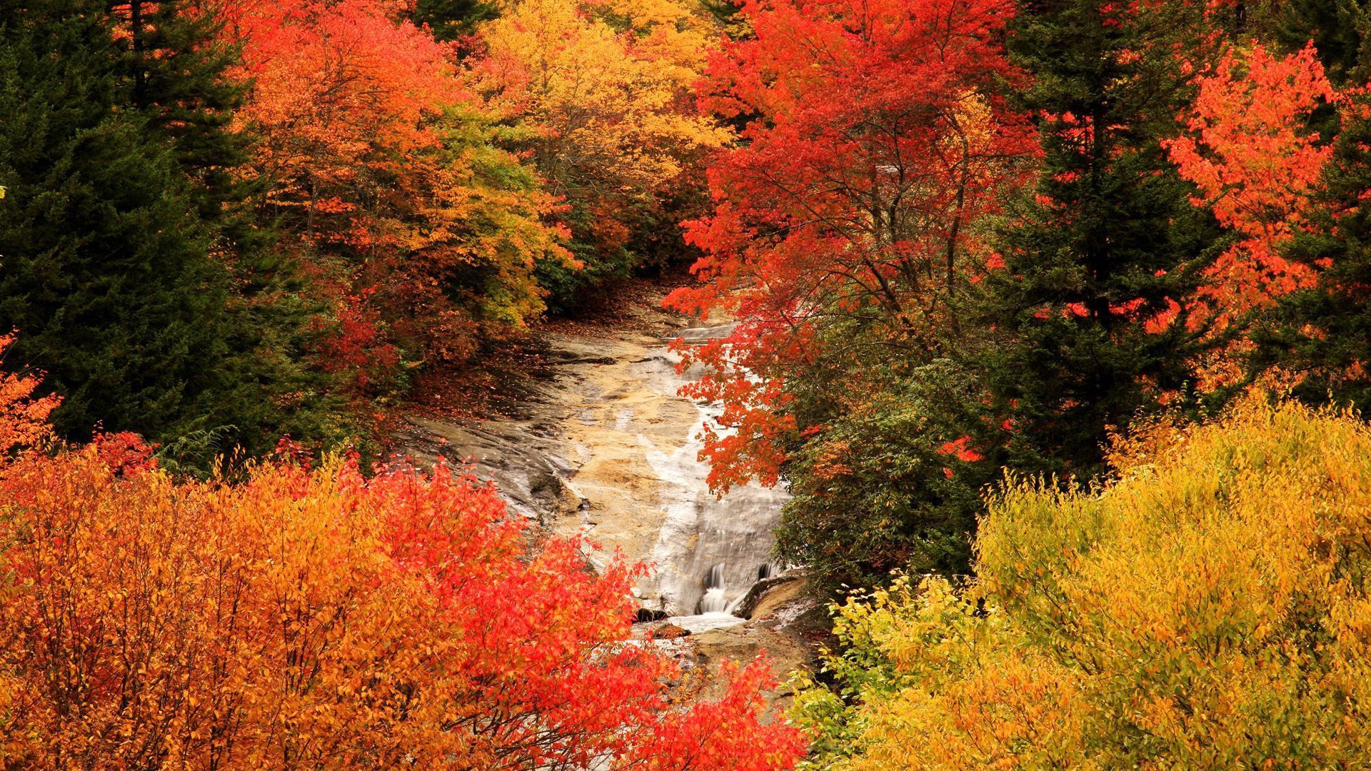 Beautiful Colored Autumn HD Wallpaper