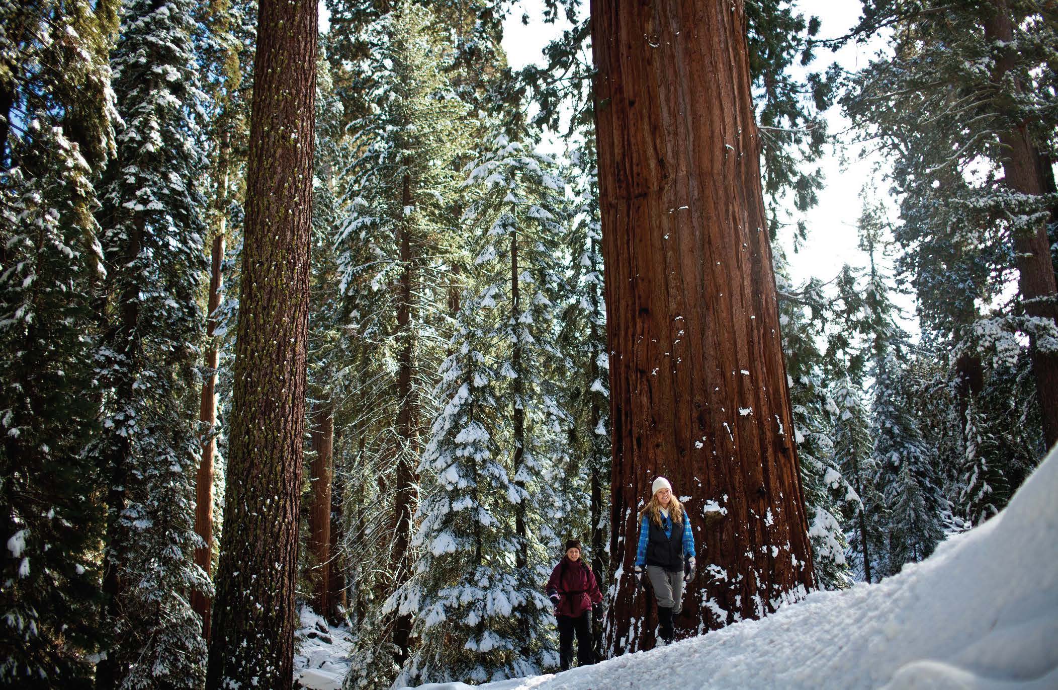 Take Advantage Of Sequoia National Park This Winter Valley Voice
