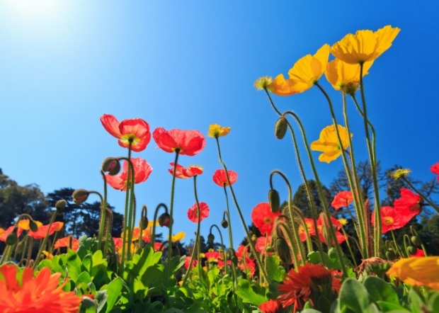 Spring in Flowers and Greens Photos Wallpapers Elsoar