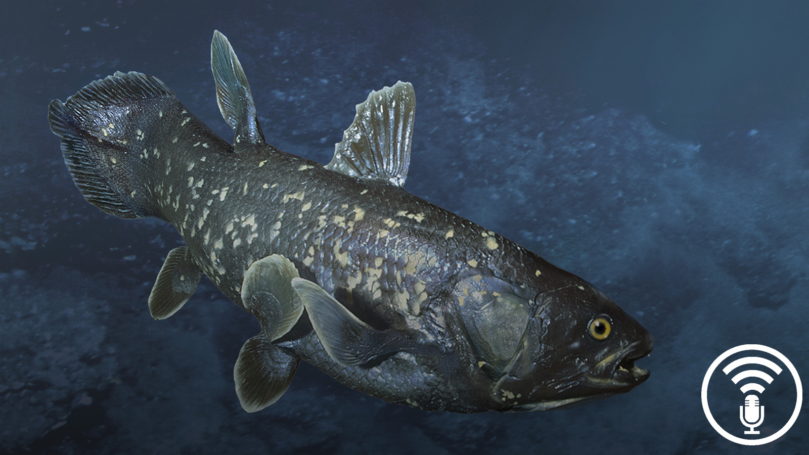 How Coelacanths Work Stuff You Should Know