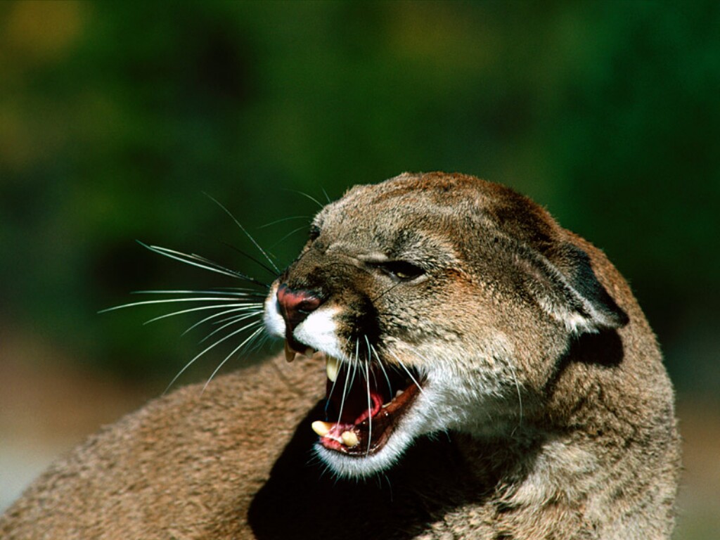 Cougar Desktop Wallpaper Animal Wp S Pinte