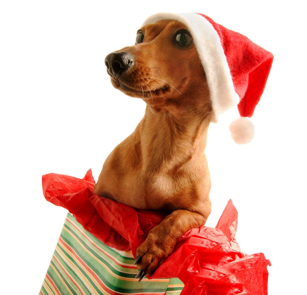 Christmas Animals Cute Funny New Image And
