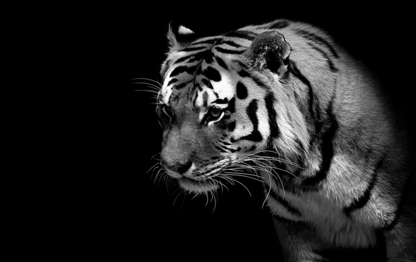 Tigers Wallpaper White Desktop