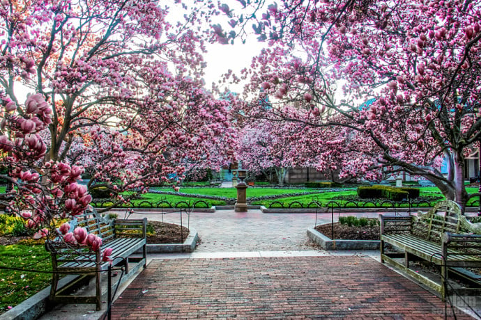 Cherry Blossoms 2014 Washington DC 4   THE SOJOURNER