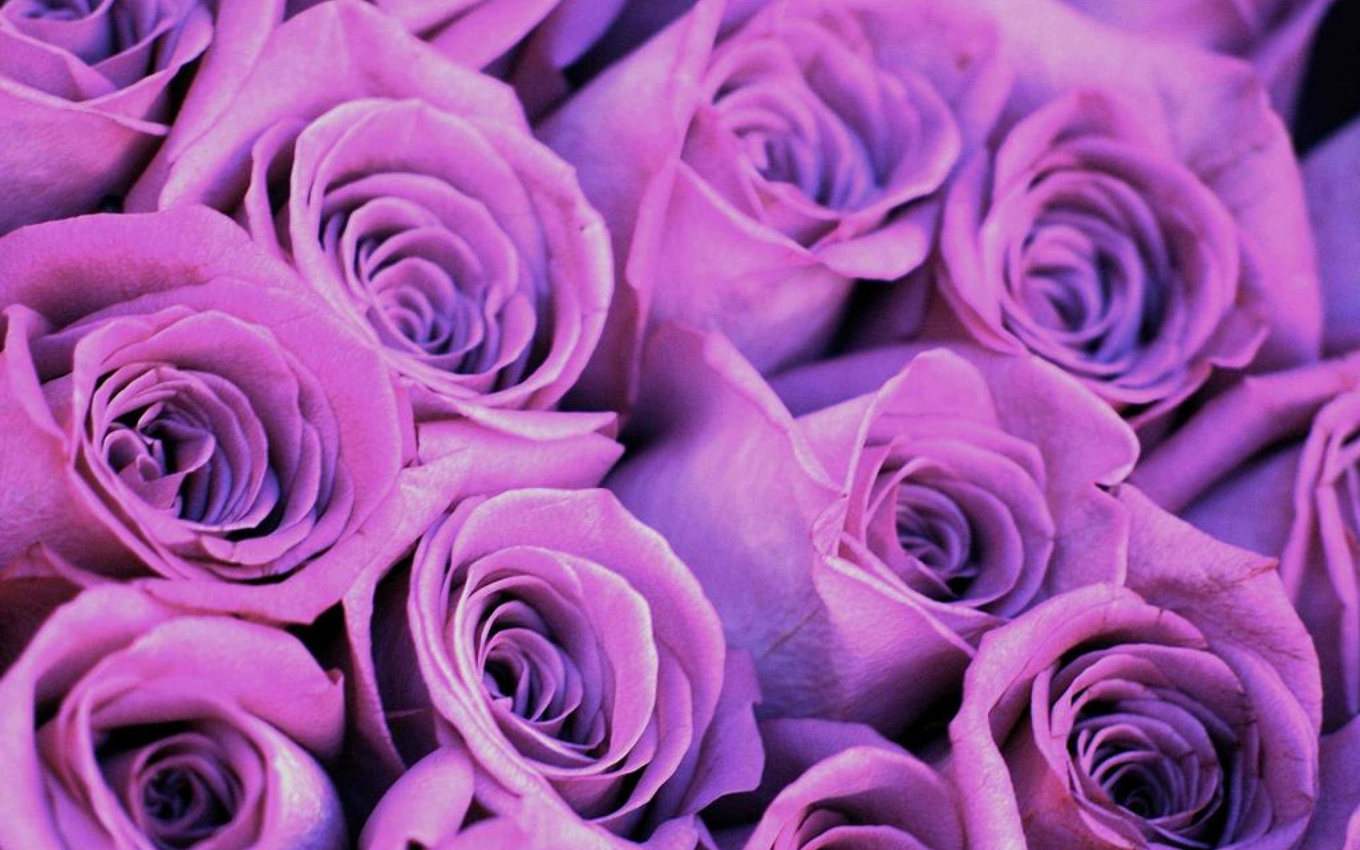 Purple Roses Desktop Background Wallpaper