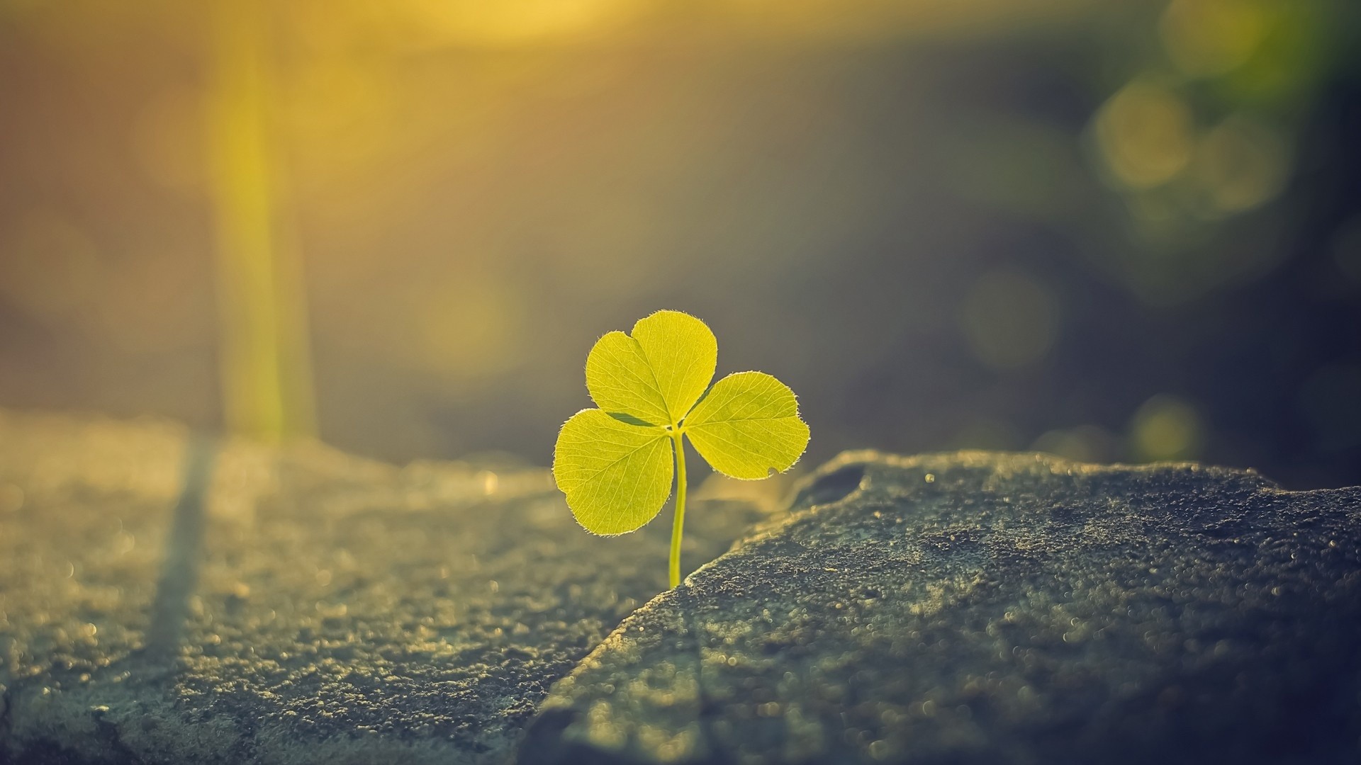 Shamrock Wallpaper Desktop