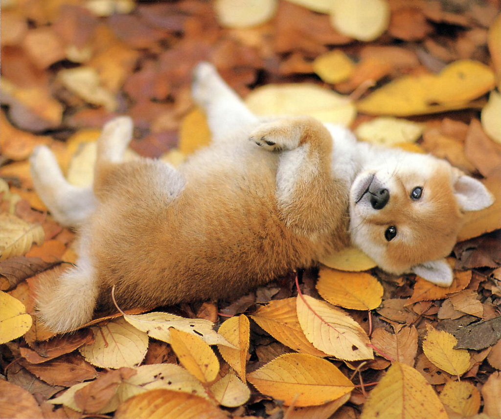 25 Hình Ảnh Chó Shiba Cute Đáng Yêu Làm Con Tim Tan Chảy