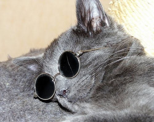Image Cats Wearing Glasses Pc Android iPhone And iPad Wallpaper
