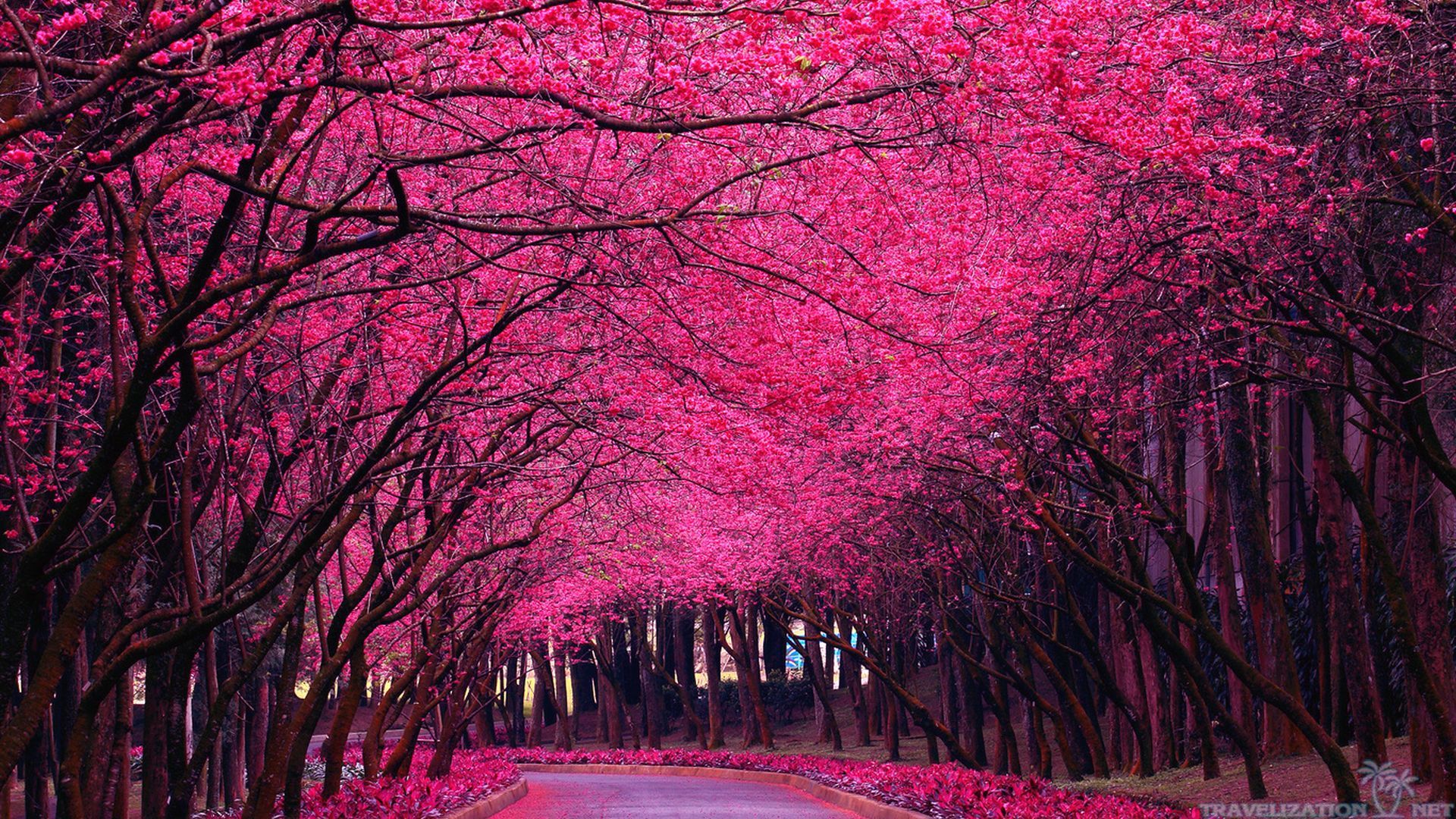 Pink Spring Trees HD Image Wallpaper HDimges