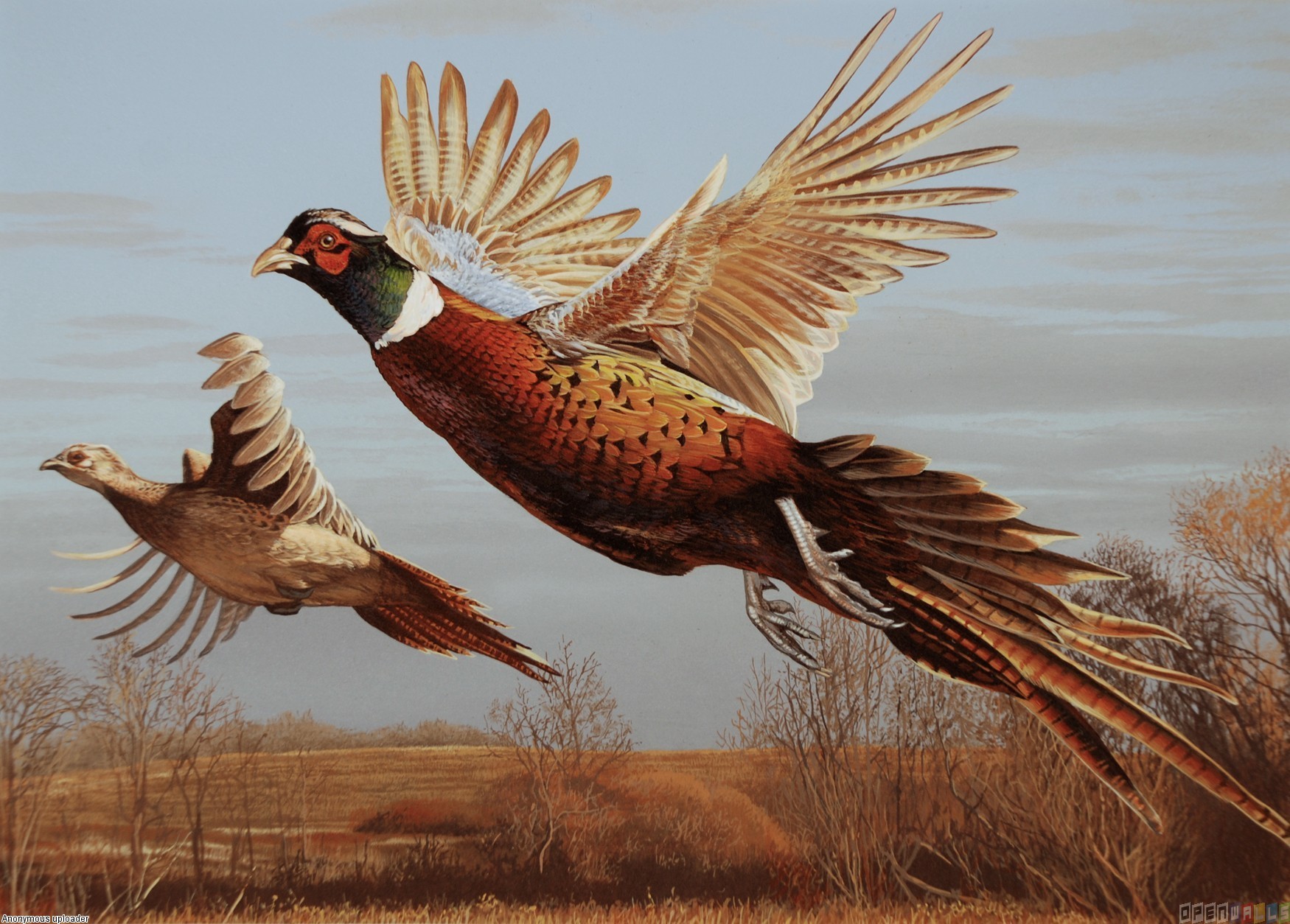 Title Pheasants Uploader Anonymous Licence Category Art Tags