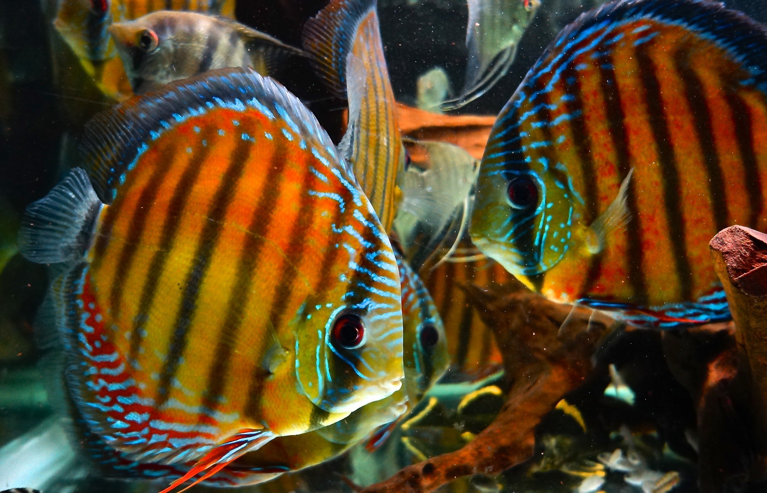 Discus Tropical Fish Wallpaper