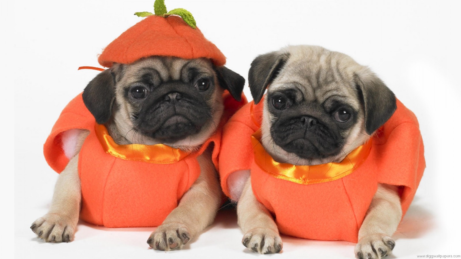 Halloween funny animal pictures are two twin puppies who are dressed 1600x900