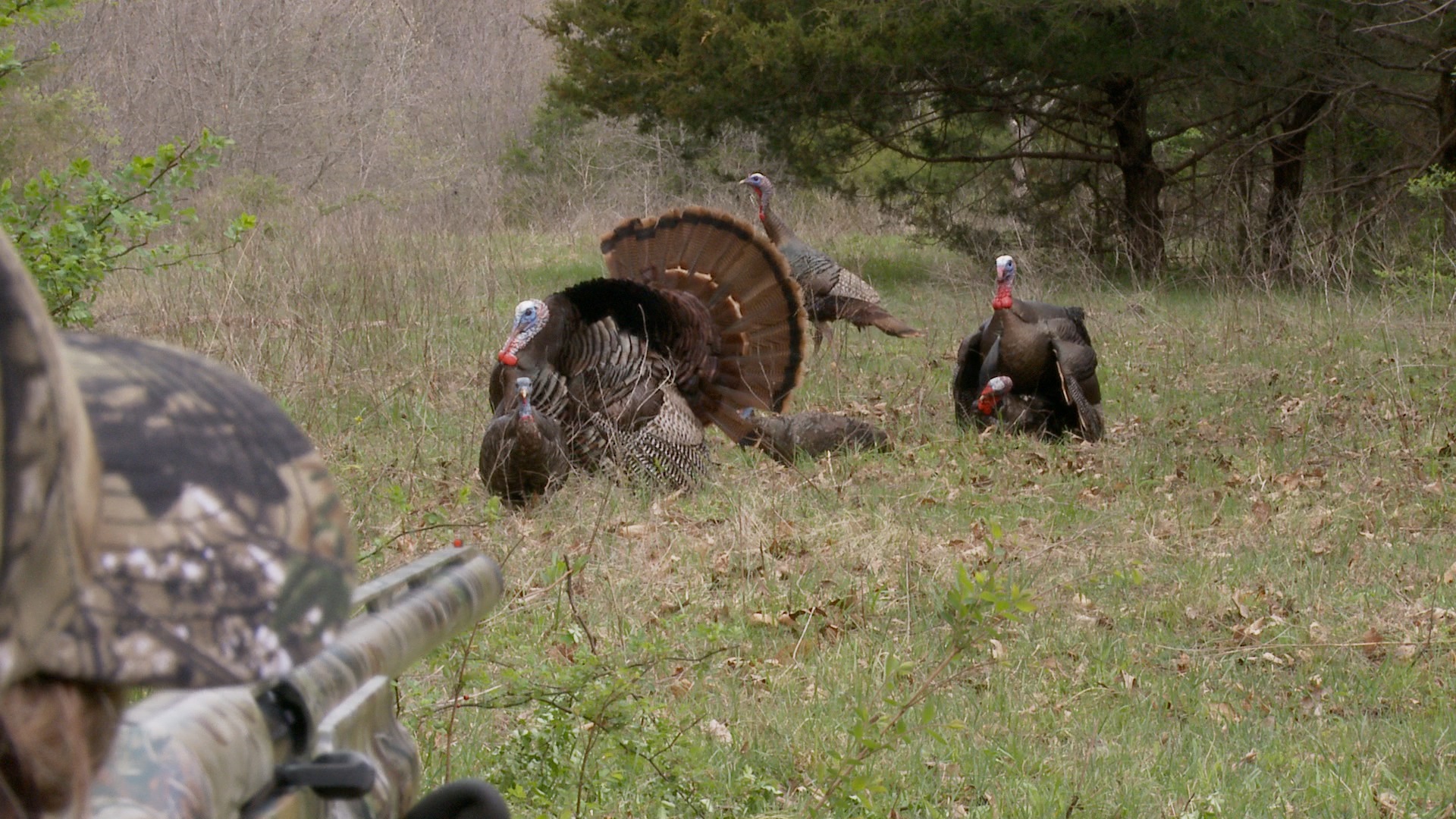 Reaction From First Time Turkey Hunter Hunting Realtree