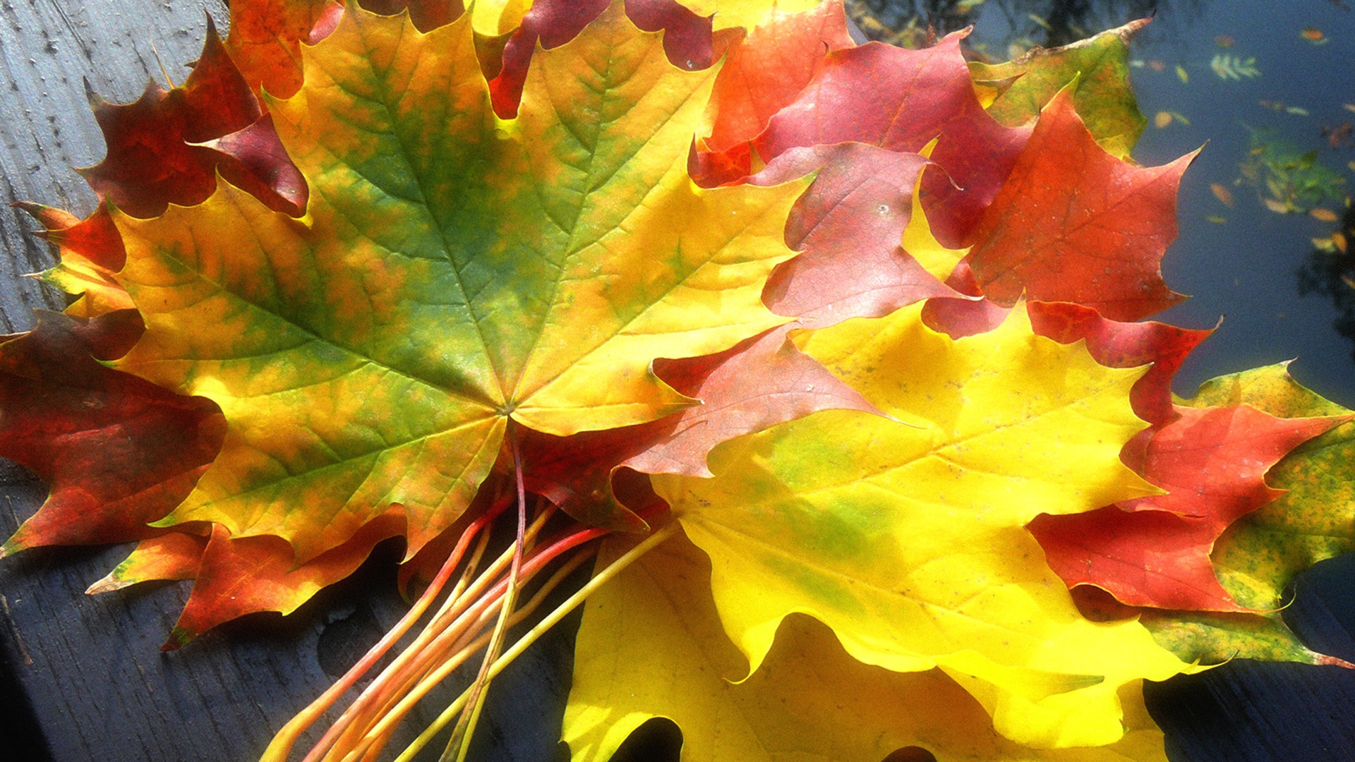 Fall Leaves Wallpaper Autumn Nature Wallpapers in jpg format for