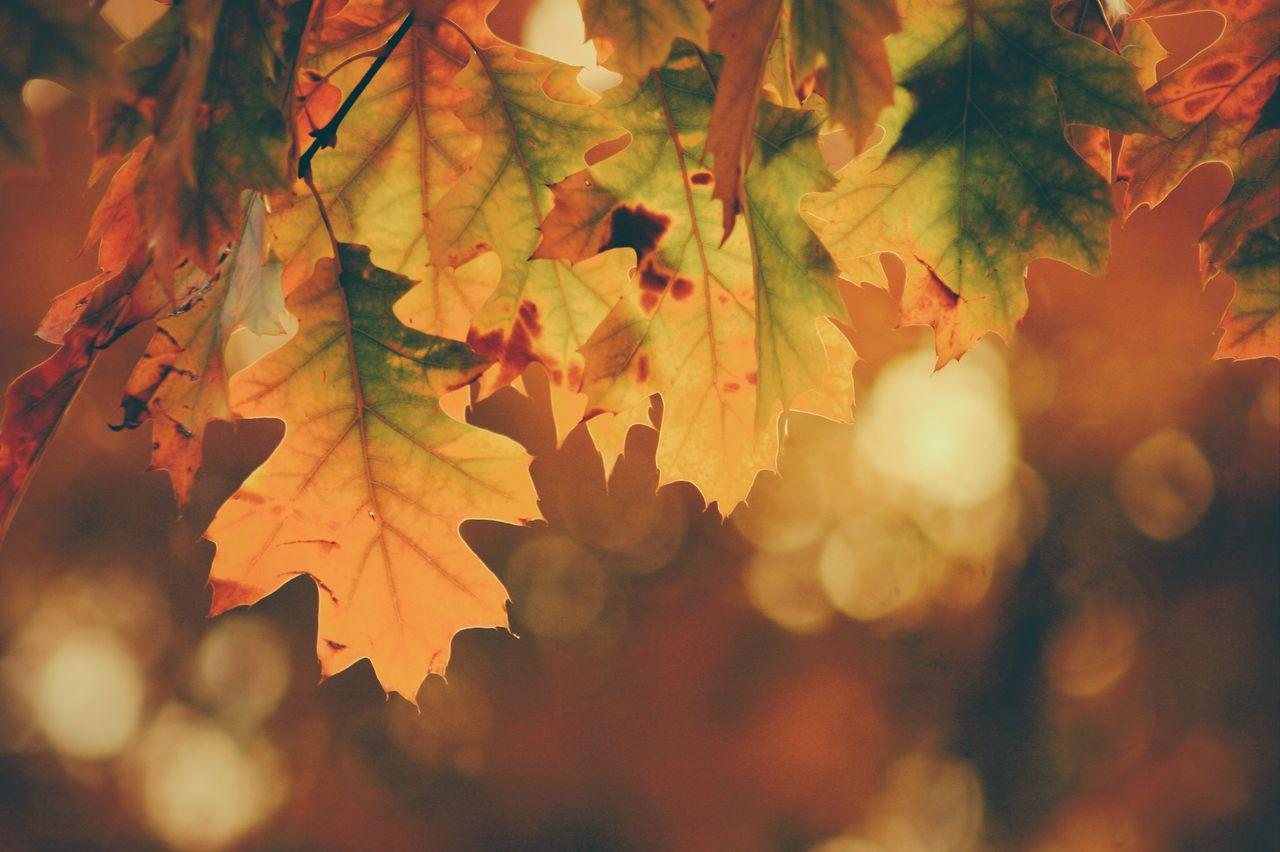 Fall Here Are Weather Foliage Predictions Ahead Of The