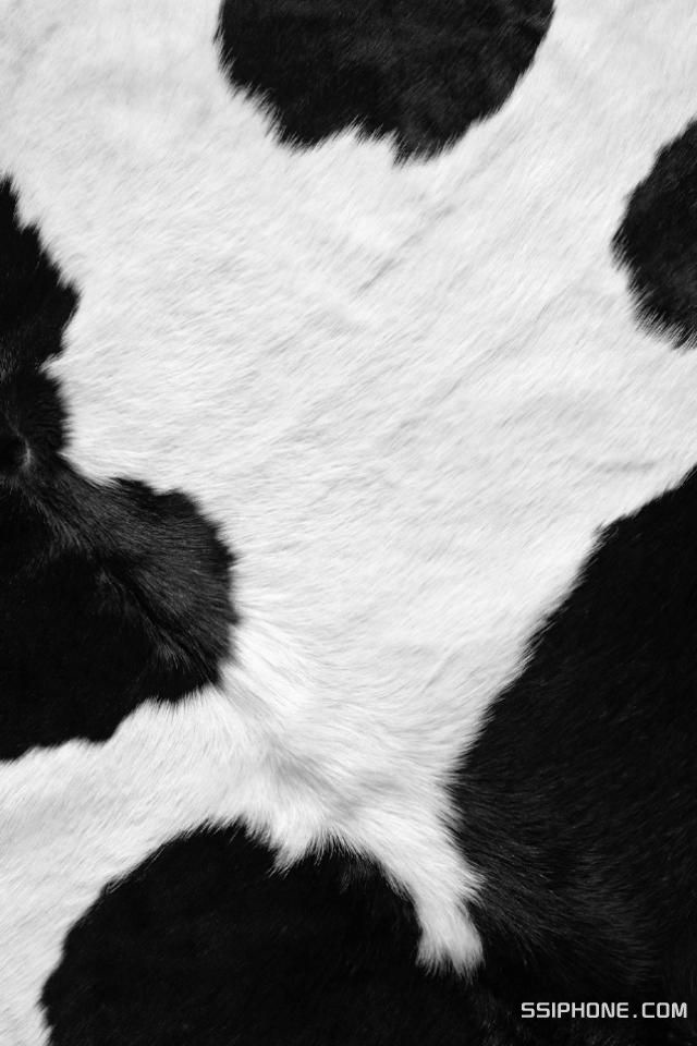 Cow Print Wallpaper Tagged With