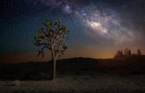 Nature Stars Milky Way Night Tree Wallpaper Photos Pictures