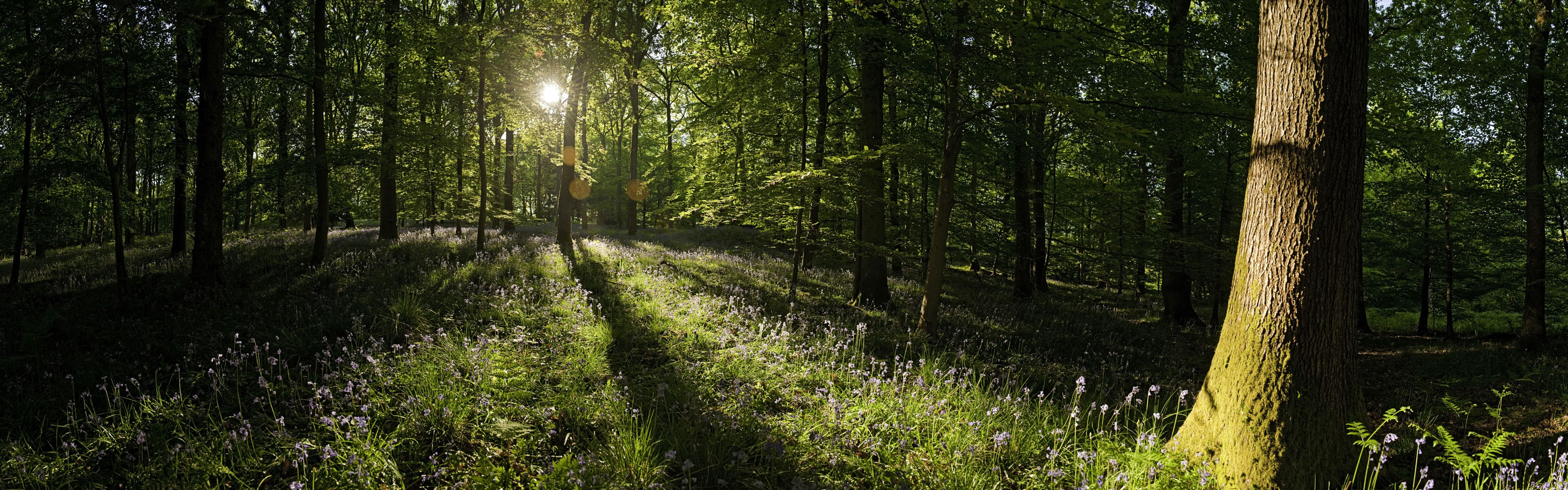 Trees Forest Sunlight Panorama Wildflowers Wallpaper