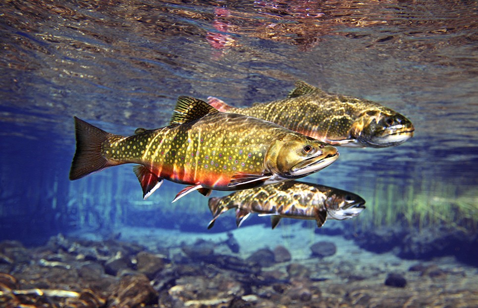 Brown Trout and Brook Trout Photos 965x621