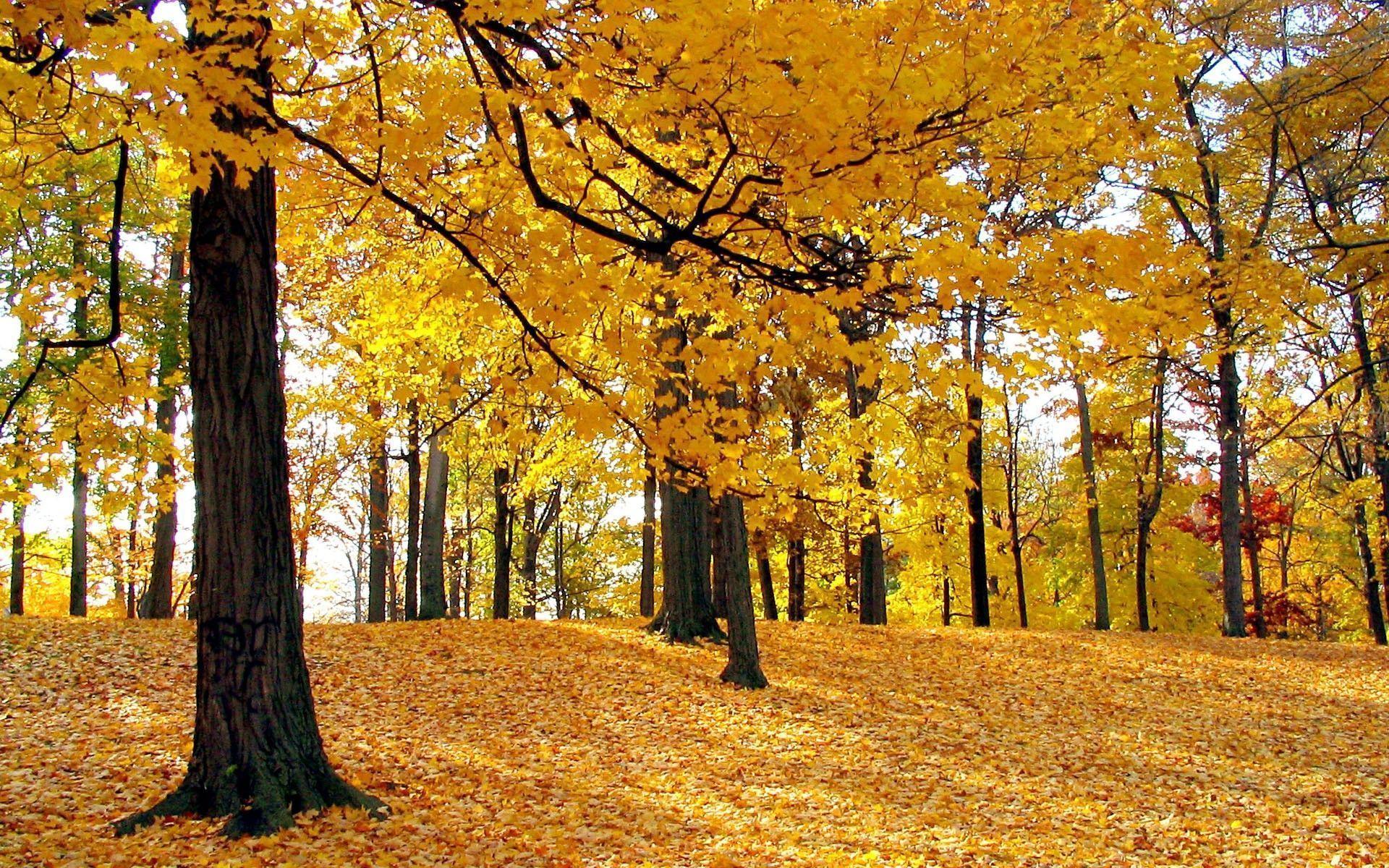 Fall Foliage Desktop Wallpapers