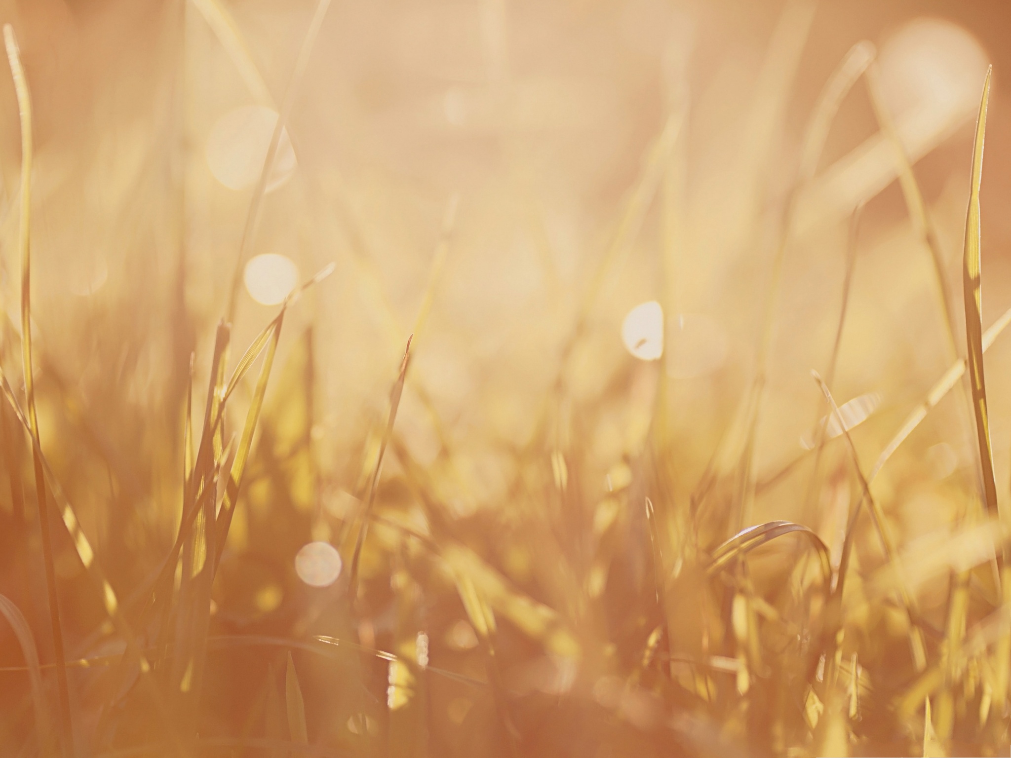 Wallpaper And Background Brown Grass Image Simple