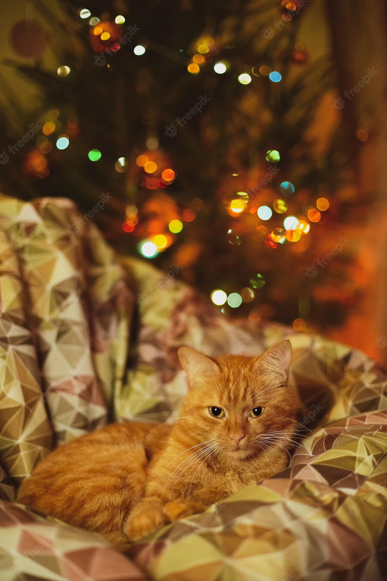 Photo A Domestic Cat Relaxing On Cozy Couch With