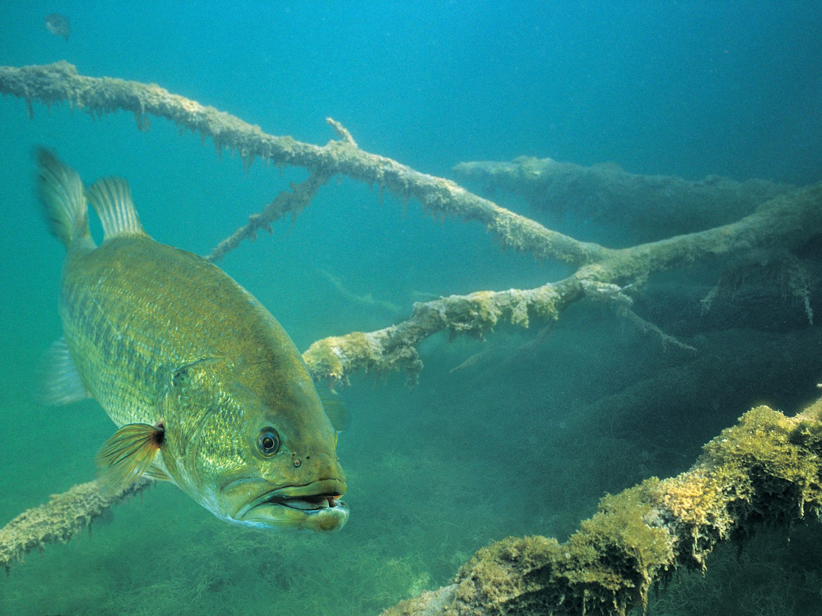 Labrax Striped Bass Morone Saxatilis And White M Chrysops Fit