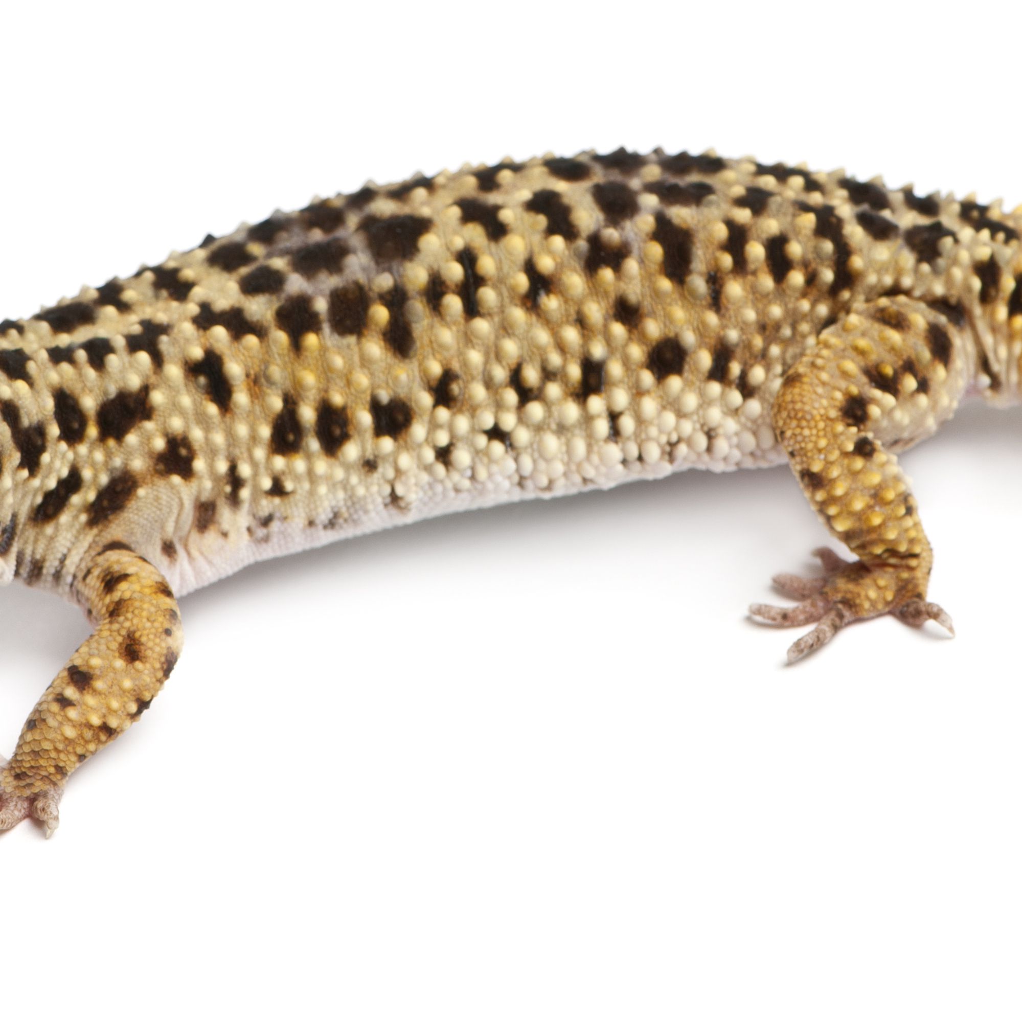 Леопардовый геккон полосатый