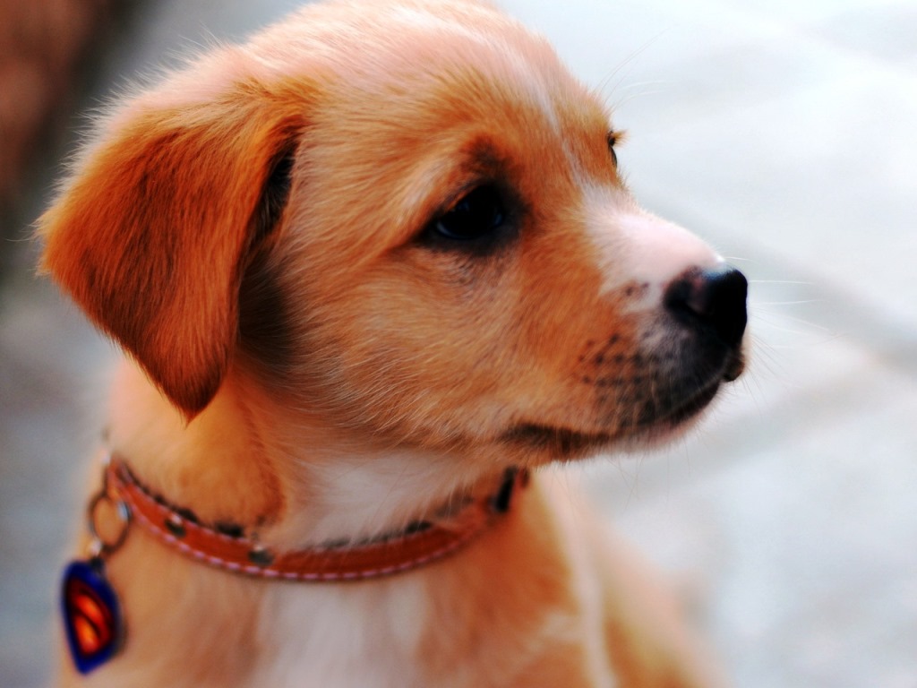 54 Lovely Cute Puppies Wallpapers   1000s New Mobile Phones Photos