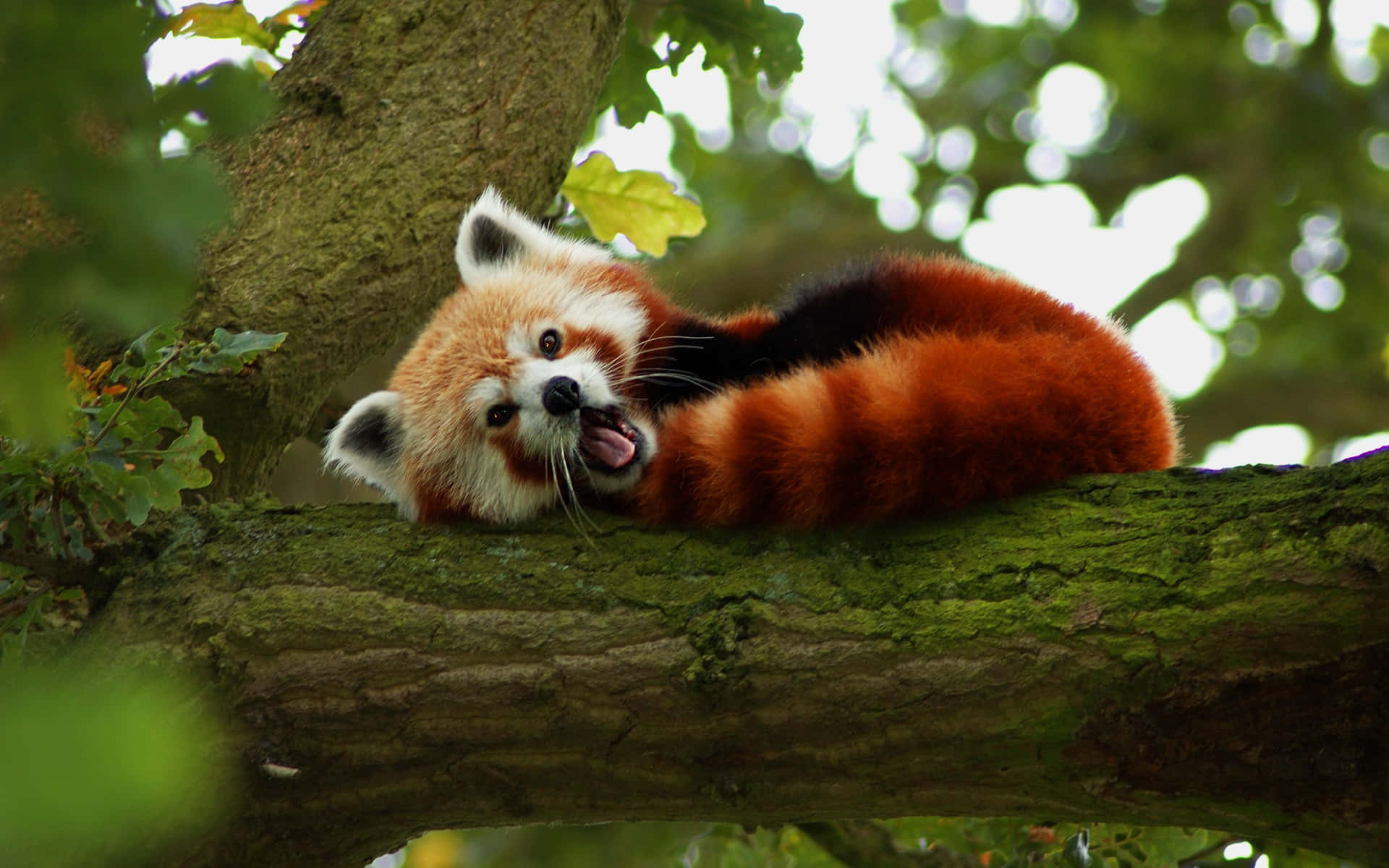 Cute Red Panda Wallpaper
