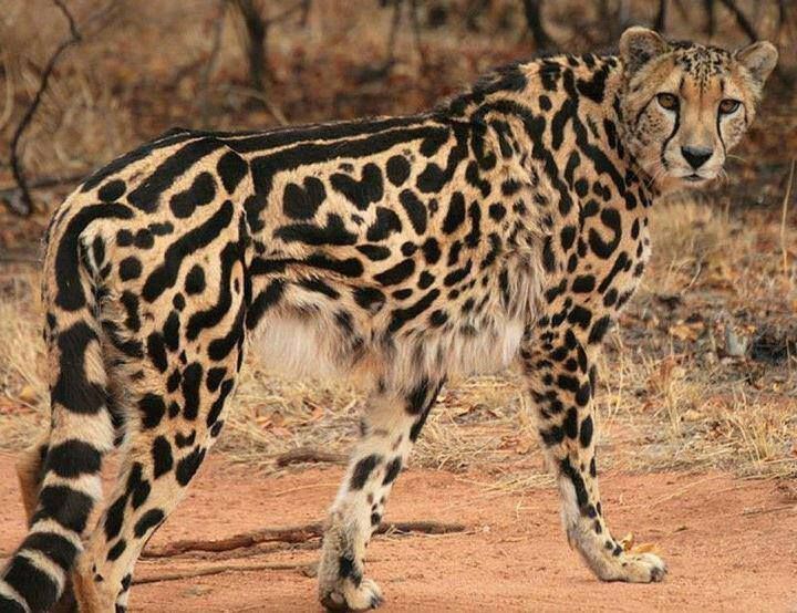 King Cheetah Conservation Fund Org
