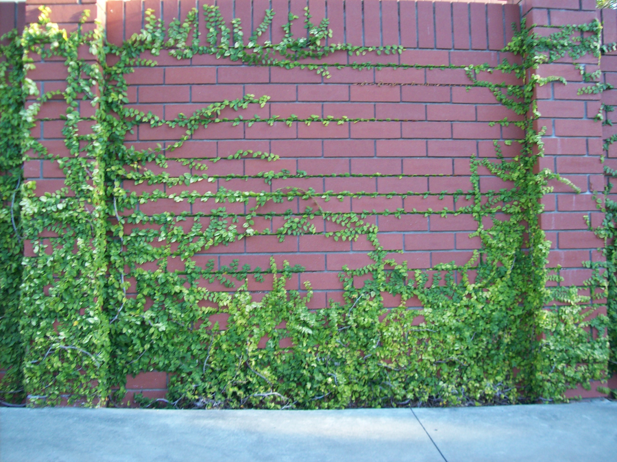 Ivy Wall Wallpaper Brick By Imp