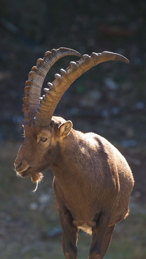 Animal Alpine Ibex Mobile Wallpaper Animals Wild
