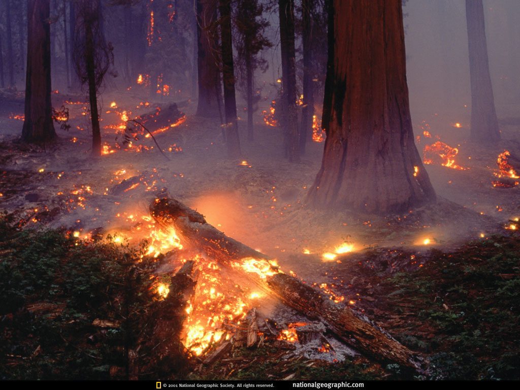 Forest Fire Photo Of The Day Picture Photography Wallpaper