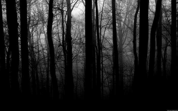 Trees Black And White Wallpaper