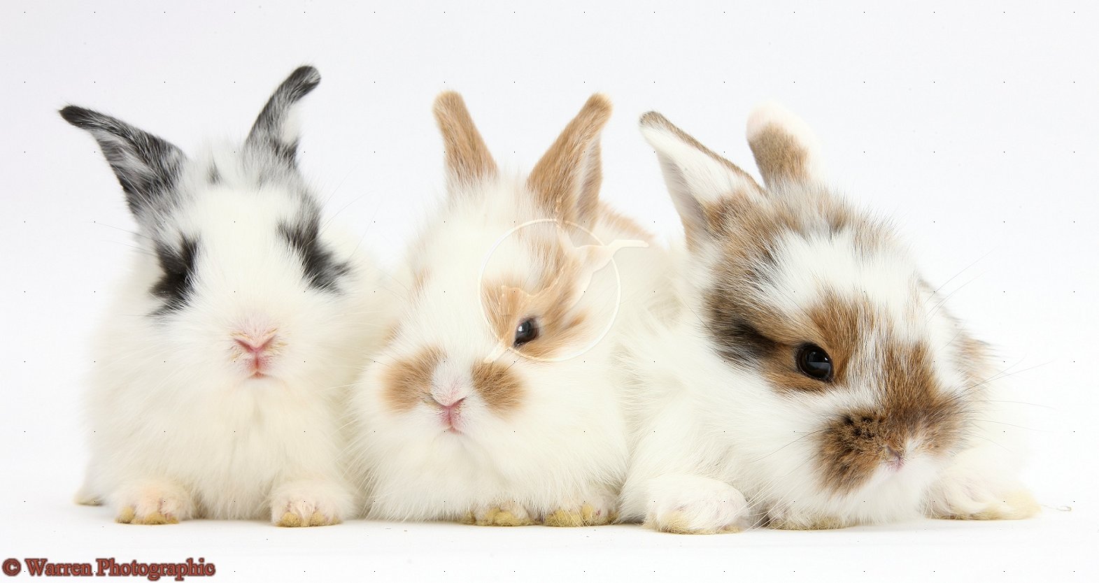 imagescicomCute Baby Rabbits 9338 Hd Wallpapers in Animals   Imagesci