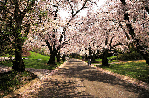 Spring Cherry Blossoms Flickr   Photo Sharing 500x330