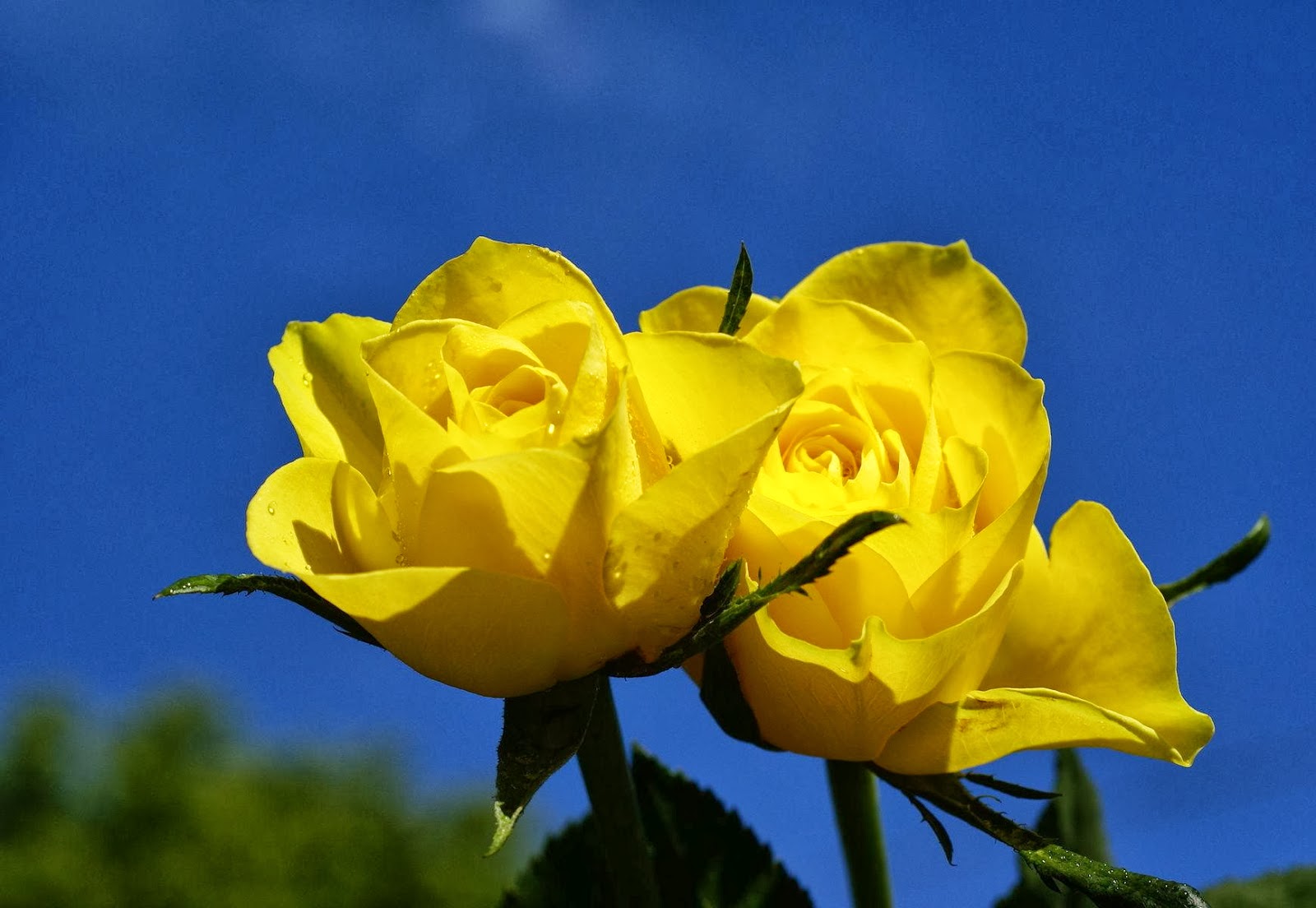 Yellow Rose Wallpaper Beautiful Pictures