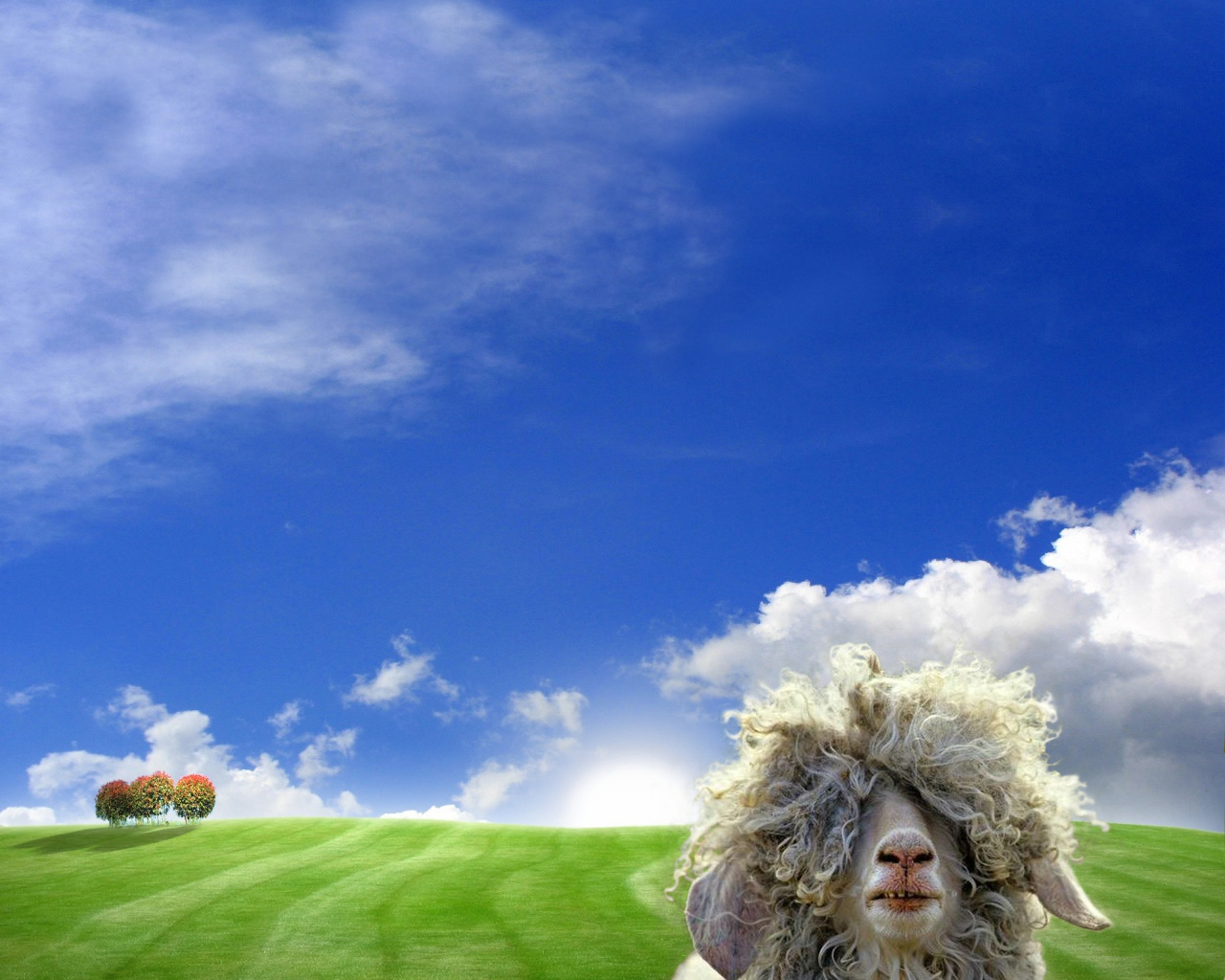 Puter Wallpaper Funny Hairy Sheep