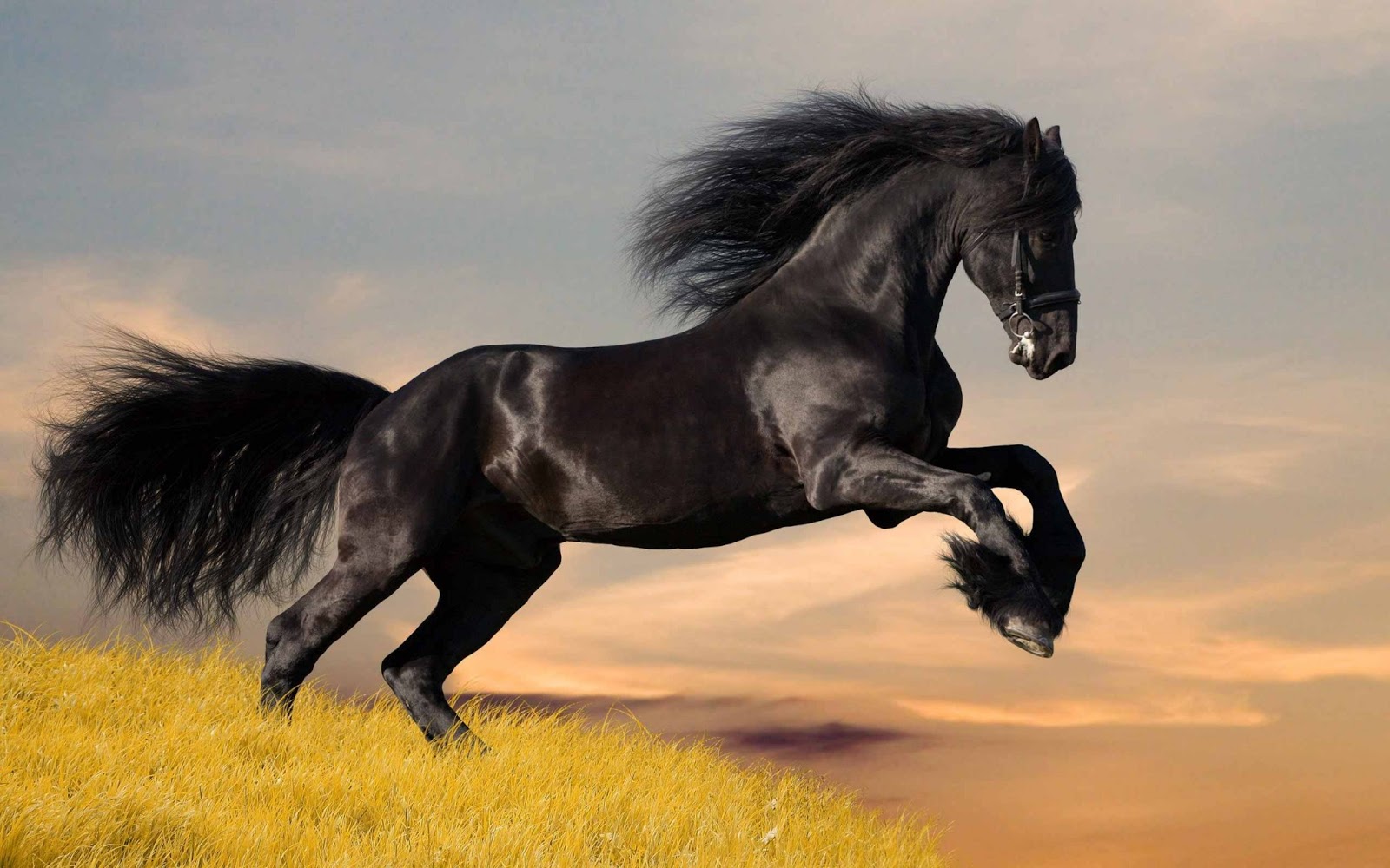 A majestic black Friesian horse with a flowing mane and tail gallops across a golden field against a dramatic sunset sky
