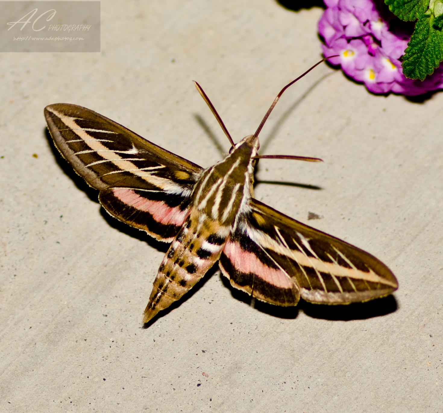 Whitelined Sphinx Moth Hgtv Wallpaper