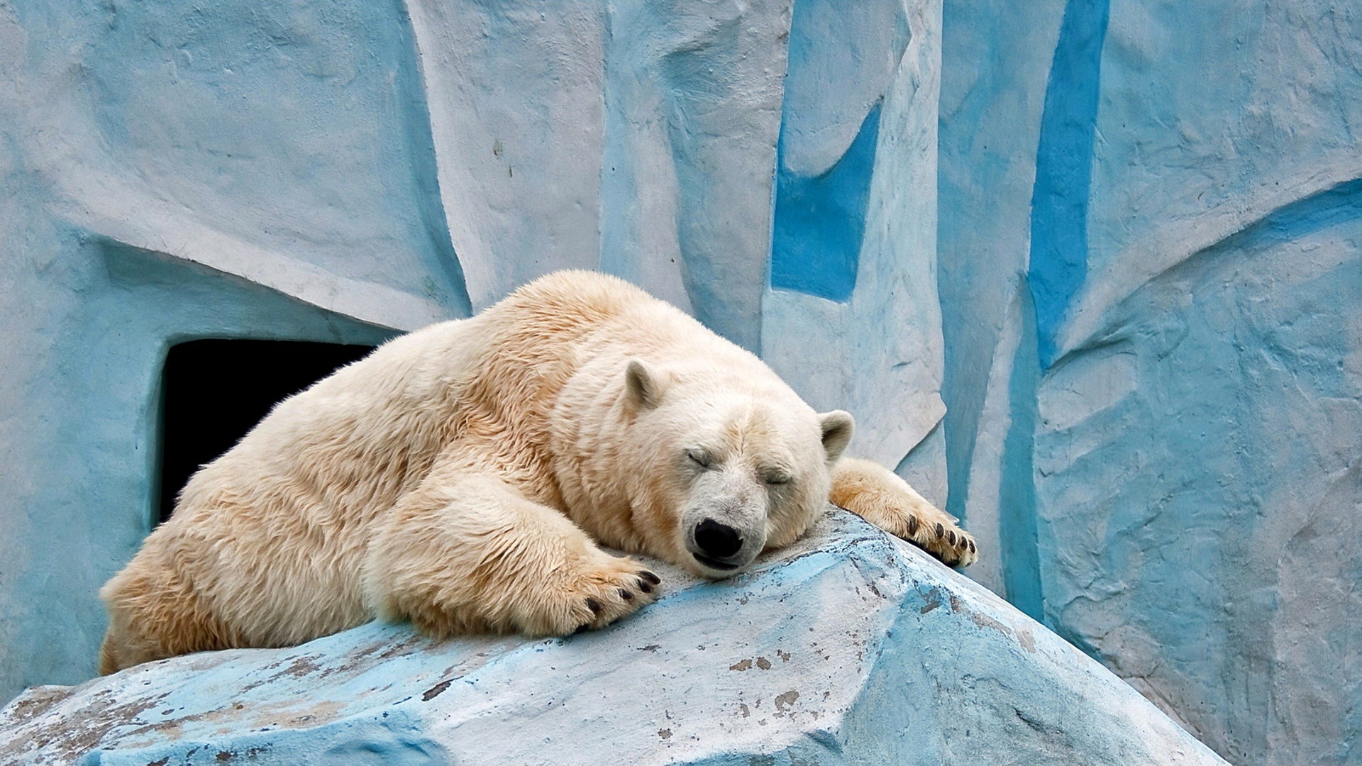Polar Bear HD Wallpaper Desktop Image