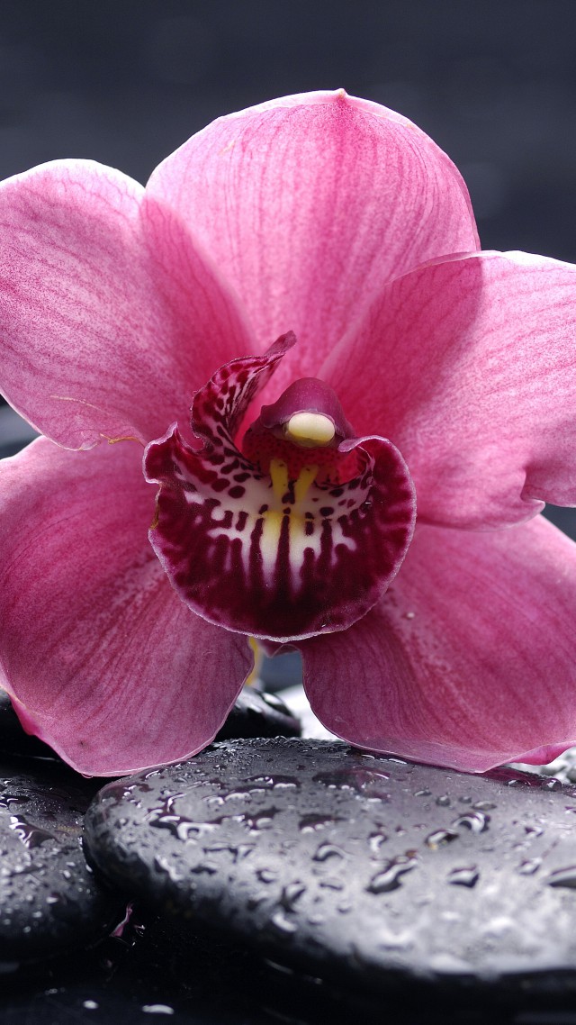 Wallpaper Orchid 5k 4k 8k HD Flowers Drops Pink