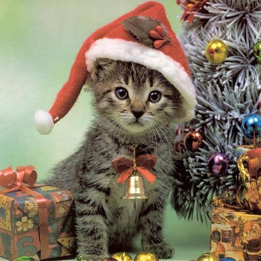 Christmas Pets iPad Wallpaper Cats