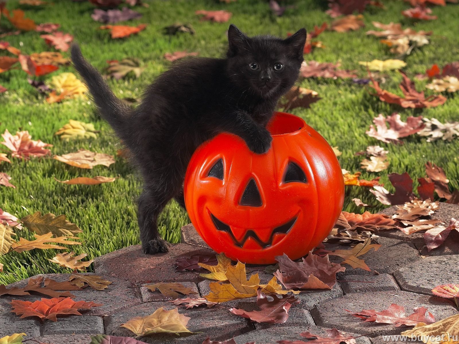 Black Cat Celebrates Halloween Wallpaper And Image
