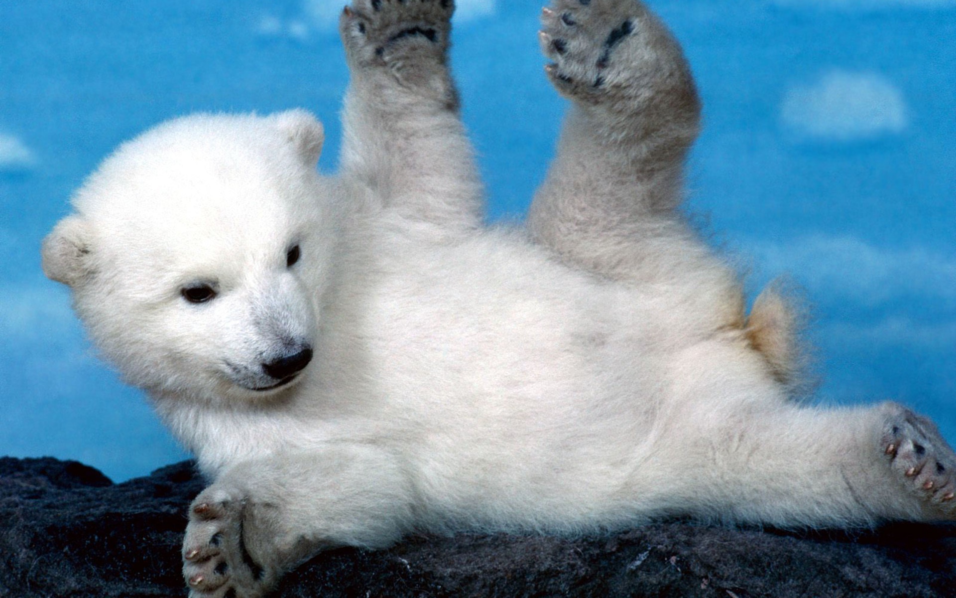 Cute Bear Polar Wallpaper