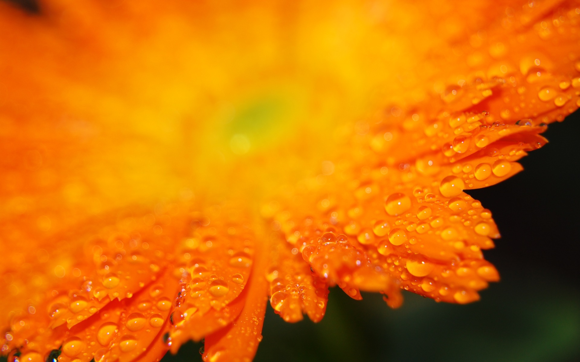 Orange Flowers Wallpaper