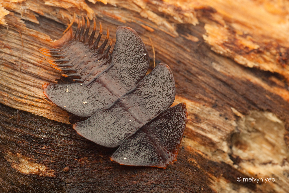 Trilobite Larvae Kubah By Melvynyeo